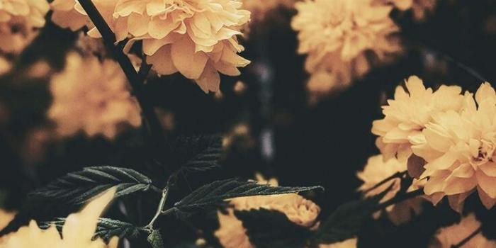 736x1308 Aesthetic Flowers Wallpapers