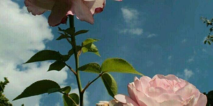 736x1104 on Flowers in 2019 | Flower wallpaper, Flowers, Aesthetic