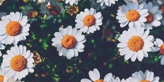 719x1280 Daisy aesthetic discovered by NYA NEKO~ on We Heart It