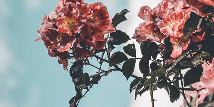 736x1308 25 Super Pretty iPhone Xs Wallpapers - flower aesthetics | HappyShap