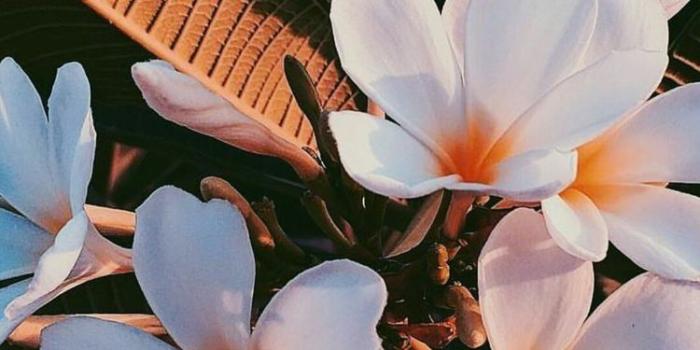 750x1333 Aesthetic Flowers Wallpapers