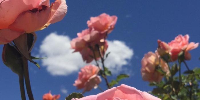 1080x1920 i wanna feel love with him again... | Roses & Blooms in 2019