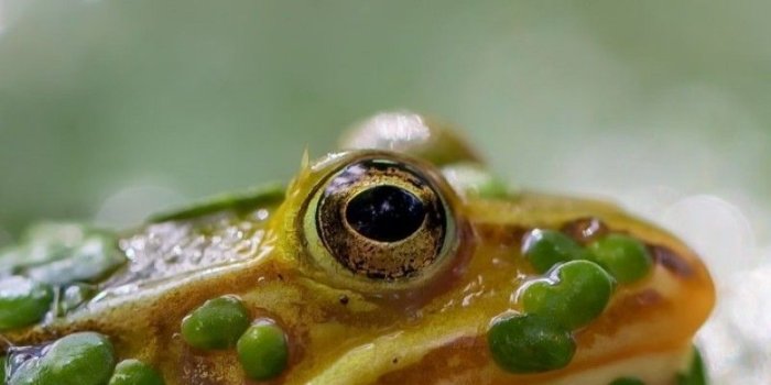 800x1280 Frog, Macro, Blurry - Mink Frog, Download Wallpapers on Jakpost.travel