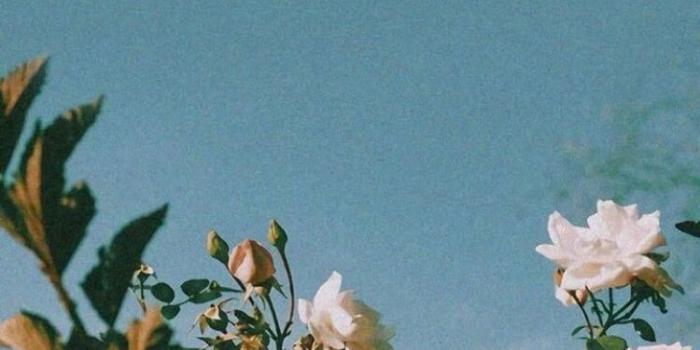 750x1222 Meredith on Flower aesthetic in 2019 | Aesthetic wallpapers