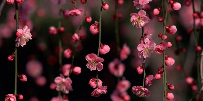 1920x1200 55+ Pink Flower Desktop Wallpapers - Download at WallpaperBro