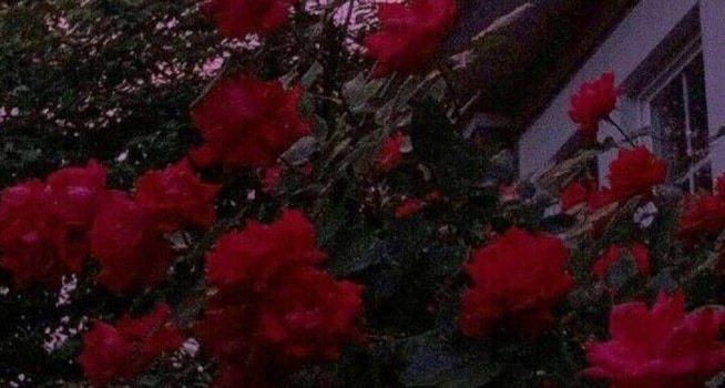 654x1280 Aesthetic Flowers Wallpapers