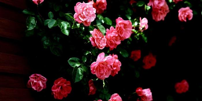 1600x940 Rose Flowers Desktop Wallpapers Free Download | The Last Wallpapers