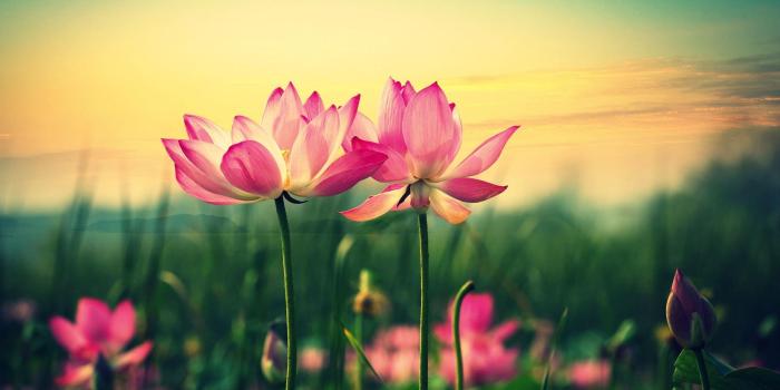 2880x1800 Lotus Flower Wallpapers