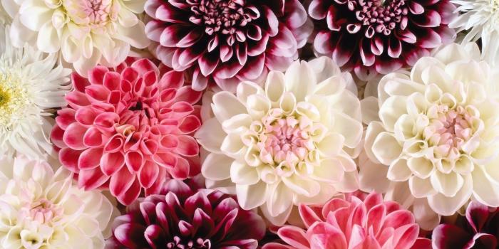 1920x1200 58+ Floral Desktop Wallpapers on WallpaperPlay