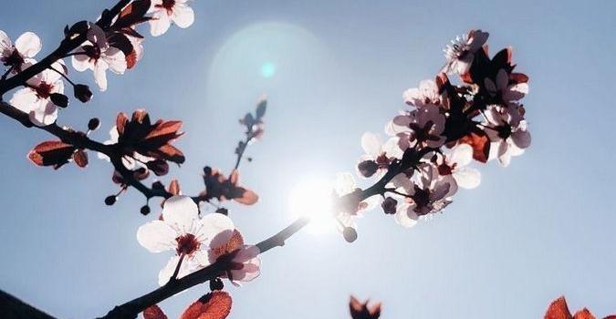 675x1200 30+ Marvelous Flower Wallpaper for Sytle Your New iPhone - flower aes