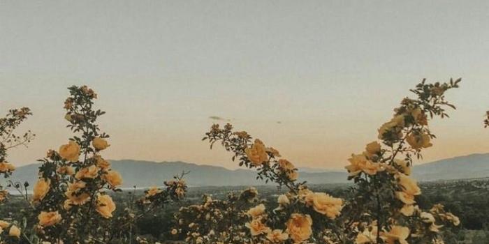 736x1308 aesthetic wallpaper — •Flower wallpaper •