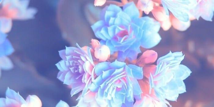 720x1280 Blue Aesthetic Flower Wallpapers - Top Free Blue Aesthetic Flower