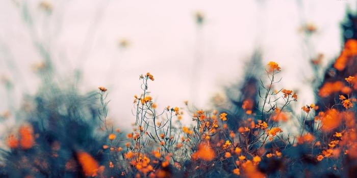 1920x1080 Aesthetic Flowers Wallpaper Desktop