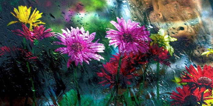 1920x1277 2608839 1920x1277 flowers desktop backgrounds wallpaper | Flower