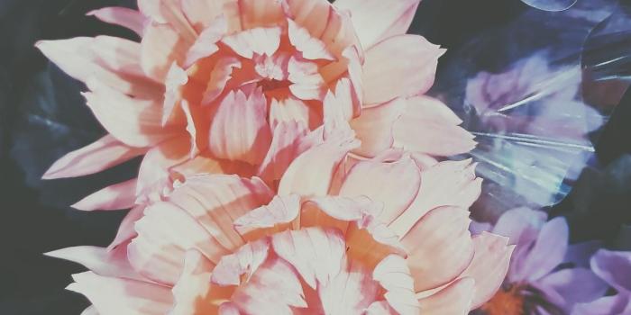 1280x1024 Download Ari Rachel images aesthetic flowers HD wallpaper and