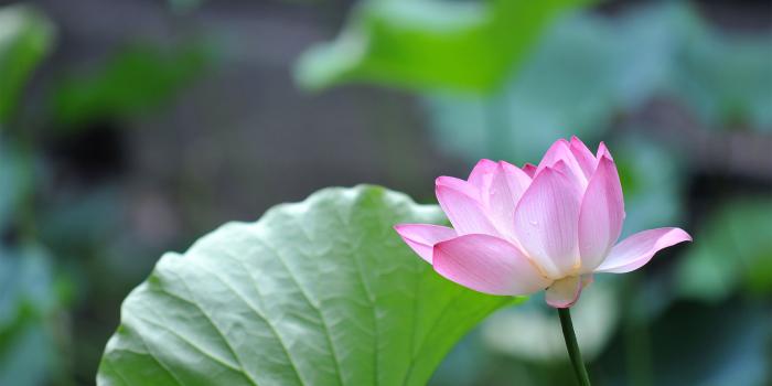 3840x2160 Pink Lotus Flower 4K Ultra HD Desktop Wallpaper