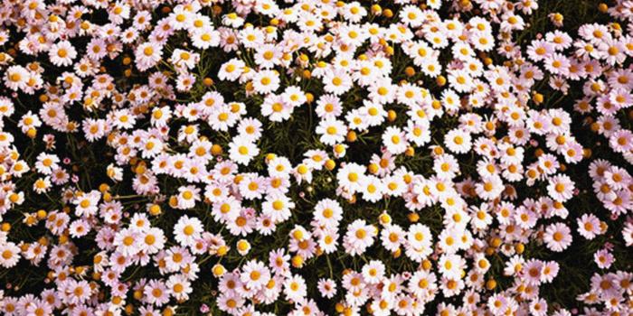 2880x1924 Cute Tumblr Wallpaper - Aesthetic Daisy Flower Hd (#57081) - HD