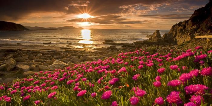 1920x1080 Beach Flowers ❤ 4K HD Desktop Wallpaper for 4K Ultra HD TV • Tablet