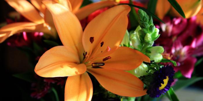 1920x1080 Flower Desktop Wallpapers Archives - Hi All Wallpapers