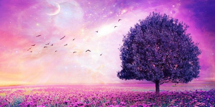 1920x1080 Purple Flower Wallpaper Free Download For Desktop Desktop Wallpapers