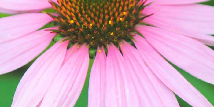 1440x2560 Pink Flower Wallpaper - iPhone, Android & Desktop Backgrounds