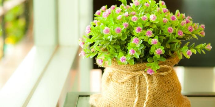 1920x1200 Desktop Flower HD Wallpapers