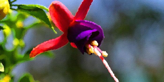 1024x768 hd wallpapers flower desktop wallpaper | hd wallpapers flowe…