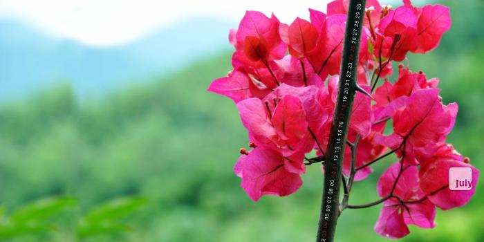 1920x1080 Dazzling Desktop Hd Flowers Wallpaper