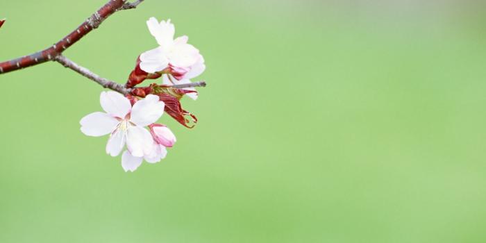 1600x1000 Flower Desktop Background #6945662