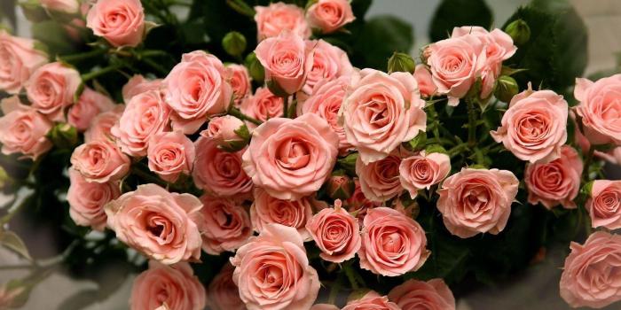 1920x1200 Pink Rose Flower Wallpaper (52+ images)