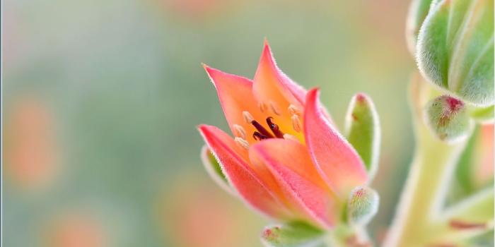 1600x1000 Flower desktop wallpaper images Gallery