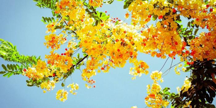 1600x900 Summer Flowers Wallpaper - Wallpapers Browse