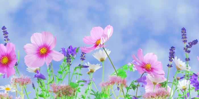 3840x2160 Wild Flowers Desktop Background