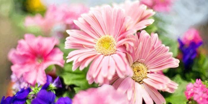 2560x1600 Light Pink Flowers Desktop Wallpaper Full Screen : Wallpapers13.com