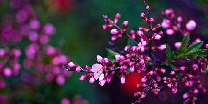 1920x1080 Luxury Desktop Backgrounds Hd Flowers | High Definition Wallpapers