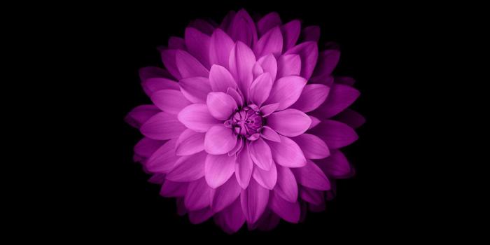 1392x744 iPhone 6 Official Purple Flower Desktop Wallpaper