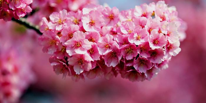 1920x1080 1080p-Beautiful-Nature-Flower-Desktop-Background-Pictures-in-Pink