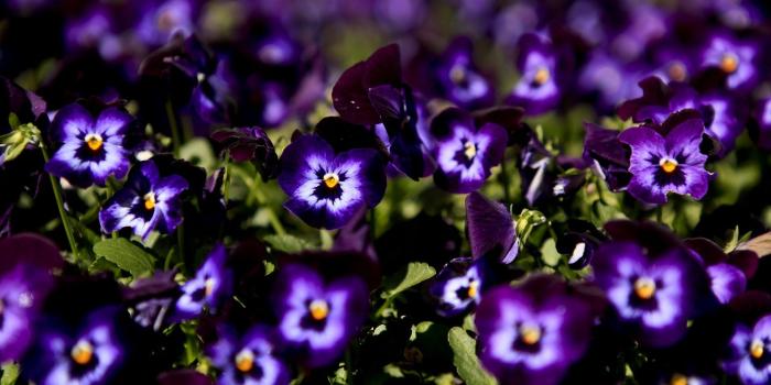 1920x1200 Pansy Flower Desktop Wallpaper HD 50010 1920x1200px