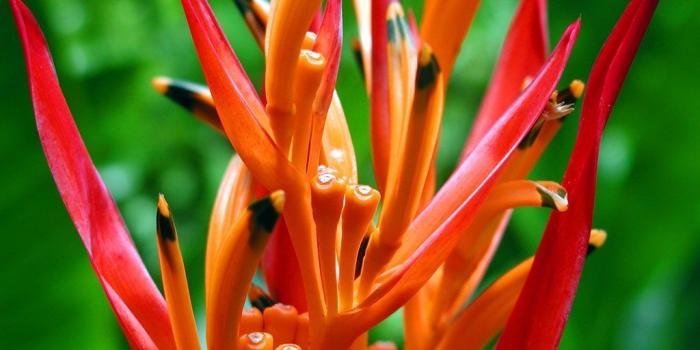 1024x768 Desktop Flower Wallpapers - Beautiful Flower Wallpapers