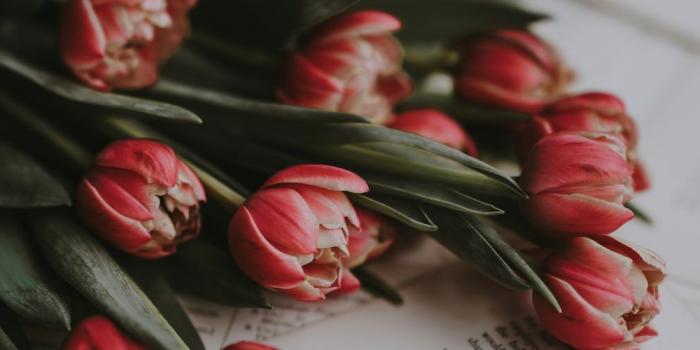 1600x500 The Aesthetic of Flowers | 94 best free flower, petal, plant and