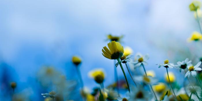 2560x1600 Aesthetic Flower Wallpaper Hd - Flowers Healthy