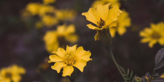 5456x3064 Aesthetic Flowers Yellow | Best Flower Site