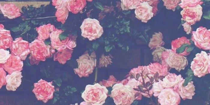 736x1308 Popular Aesthetic Rose Wallpaper - Glodakk