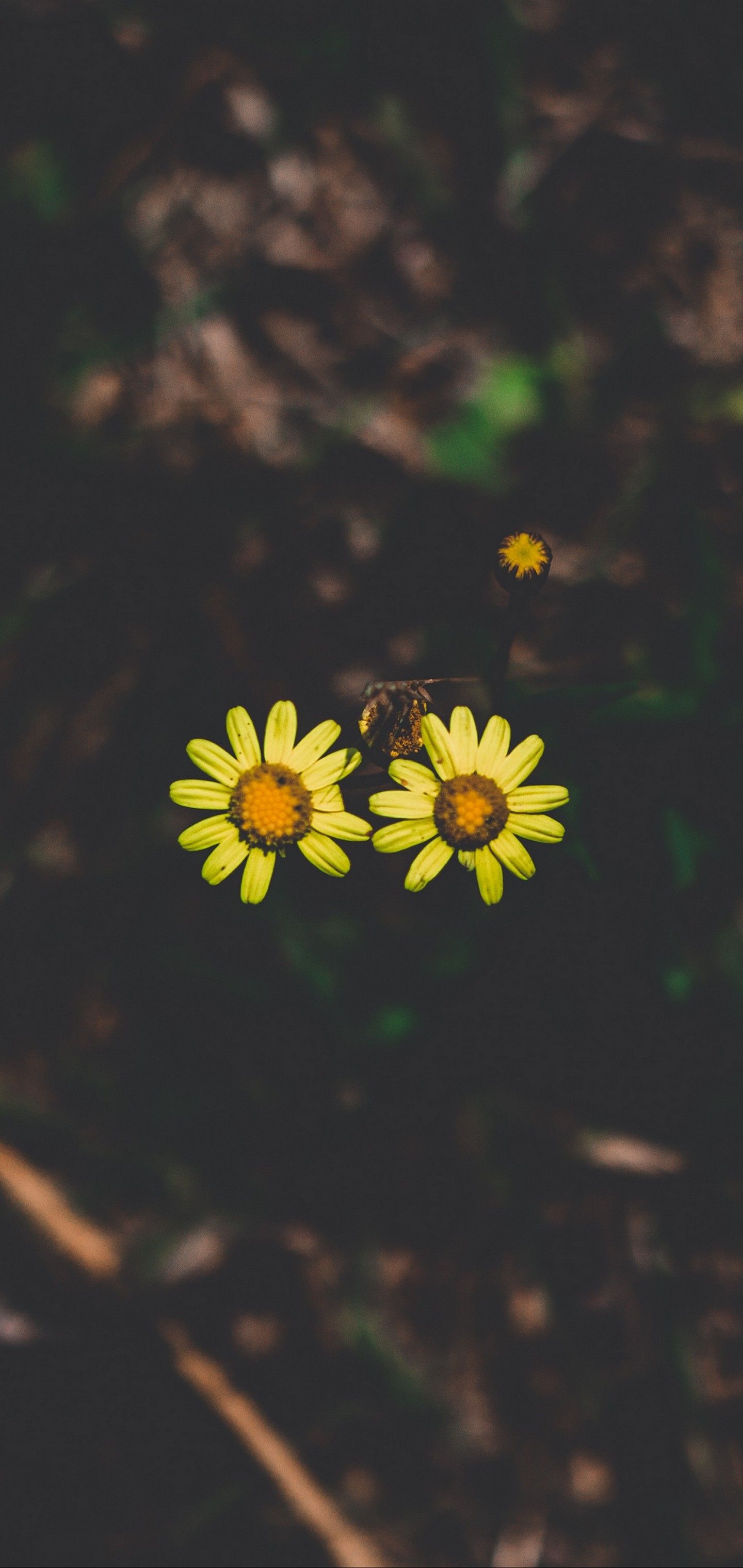1440x3040 Flowers Couple Stem Dark Wallpaper - [1440x3040]