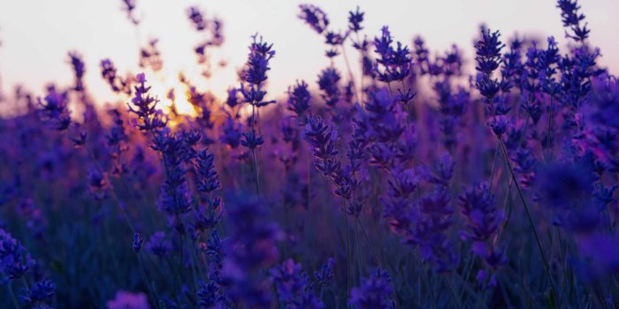 2560x1600 60+ Field of Purple Flowers Wallpapers - Download at WallpaperBro