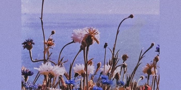 720x1280 purple flowers aesthetic wallpaper ; made by me