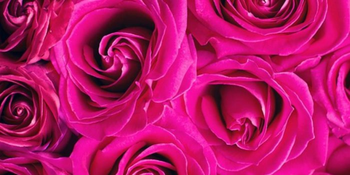 1080x1920 Hot pink | My hot pink | Pink wallpaper, Flowers, Flower wallpaper