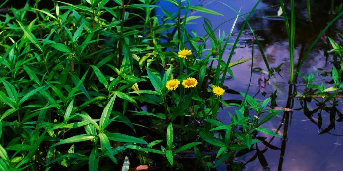 4672x3104 Wallpaper : sunlight, flowers, nature, grass, green, light, leaf