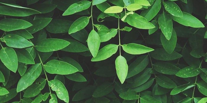 1080x1920 Green Aesthetics Wallpapers