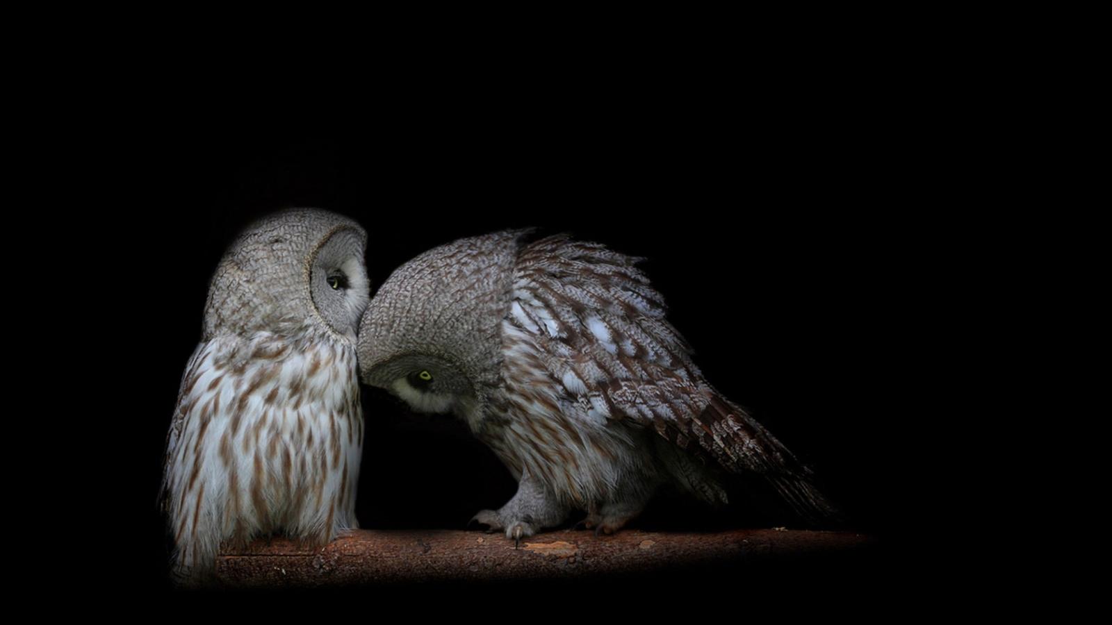 3840x2160 Owl Couple Dark Background Predators Wallpapers 3840x2160 Desktop
